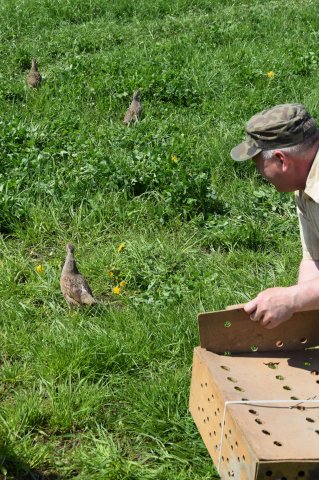 Wsiedlenie Kuropatw w łowisko 10.05.2016 obw 266 i 277